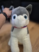 Miś pluszowy piesek husky