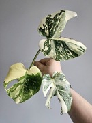 Monstera White Snow piękne wybarwienie ukorzeniony szczyt 3 liście 