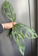 Monstera Adansonii Indonesian Marble - pędówka