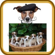 Jack Russell Terrier od # SMARTIE JACKS# PUPPIES już są!
