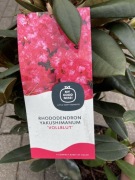 Rododendron kolekcjonerski Vollblut