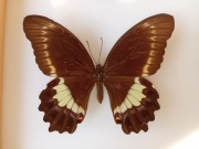 Papilio fuscus xenophilus F