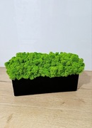 Elegancka czarna drewniana doniczka z jasnozielonym chrobotkiem, 30 cm