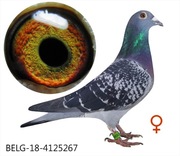 Samica BELG Oryg. Van den Driessche D+C  