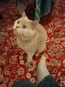 Reproduktor brytyjski po rodzicach  z tytułami  CH