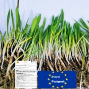 50 CZOSNEK NIEDŹWIEDZI cebulki sadzonki ząbki