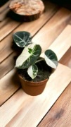 Alocasia Black Velvet Variegata 