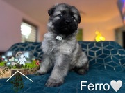 Owczarek staroniemiecki