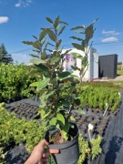 Oliwnik Ebbinga compacta zimozielony krzewy ozdobne do ogrodu 