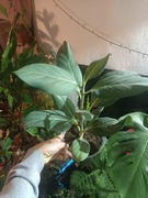 Ficus benghalensis ’Audrey’ - figowiec bengalski 