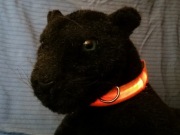 Obroża LED na baterie pomarańczowa, 37-50cm, nowa