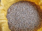 Pszenżyto tegoroczne