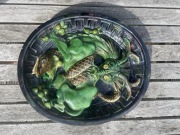 Majolika tondo ze smokiem