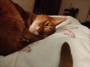 Kot abisyński abisyńczyk do adopcji