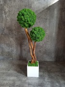 Drzewko szczęścia z mchem chrobotkiem.Mech Chrobotek. Wyposażenie wnętrz .