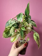 Philodendron Emerald King Variegata 