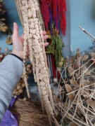 Amarantus Szarłat zwisly  suszony kwiaty bukiety 