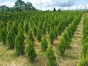 Tuja szmaragd sadzonka doniczka p9
