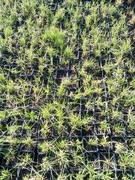 Turzyca palmowa sycyn