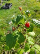 Maliny, malina polana, czerwona, żółta.