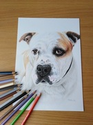 Portret TWOJEGO PSA  HUSKY kota ręcznie  ZE ZDJĘCIA   A4