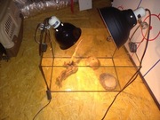 Akwarium dla żółwia wraz z wyposażeniem wymiary 49x30x29