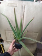 aloe vera aloes zwyczajny don. 13