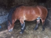 Ogier 4lata, zimnokrwisty mocna budowa b. spokojny