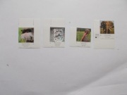 4177-0 Polskie Ogrody Zoologiczne **