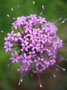 Kozłówka długoszyjkowa / Phuopsis stylosa