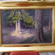 Obraz pt. " Oświetlone słońcem pnie drzew leśnych 