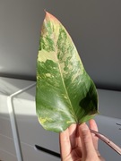 Philodendron Strawberry Shake