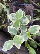 Barwinek variegata, okrywowa do cienia