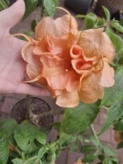 brugmansia, bieluń, datura sadzonki, anielskie trąby