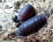 Cubaris murina prosionki isopody 10 szt kulanki