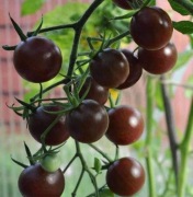 Sadzonka pomidora koktajlowego fioletowego stara odmiana