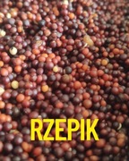 Rzepik 1kg gotowy do użycia. 