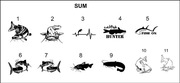 Naklejka na samochód, auto, SUM CAT FISH 