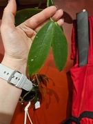 Hoya lobbi black cieta 