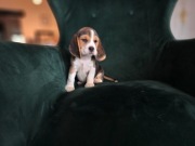 BEAGLE -mniejsza w typie, super rodowód ZKwP