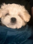 Piękne maltańczyki z metryką wielopokoleniową