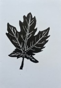 Linoryt - Klon pospolity - Acer platanoides - 297x210 mm