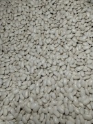 Fasola karłowa  Jaś 