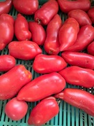 Nasiona pomidor Cornabel min. 10szt.