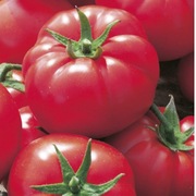 Pomidor Pink Wonder F1