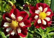 Dalia kołnierzykowa Mary Eveline 