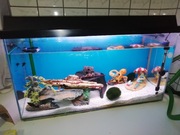 Akwarium 100 L z osprzetem