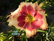 Liliowiec Hello Screamer