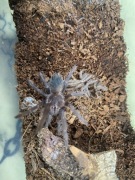 Lasiodora Parahybana L6