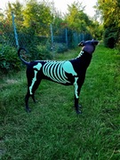 Kostium Halloween dla psa Xoloitzcuintli nagi pies ubranko